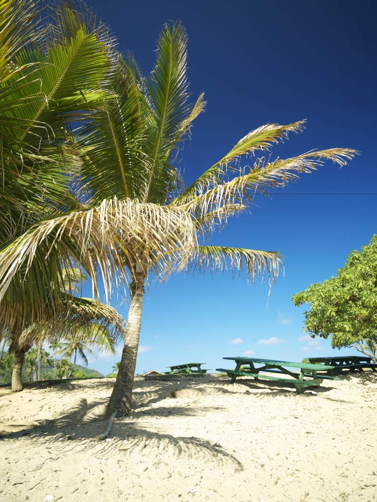 Posterazzi DPI2013211LARGE Hawaii, Kauai, Lydgate Beach Park, Palms and Picnic Tables On Sandy Shore, impresión fotográfica, 66 x 91 cm, multicolor