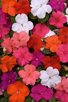 Busy Lizzie Seeds Beacon Mix, 25 Seeds