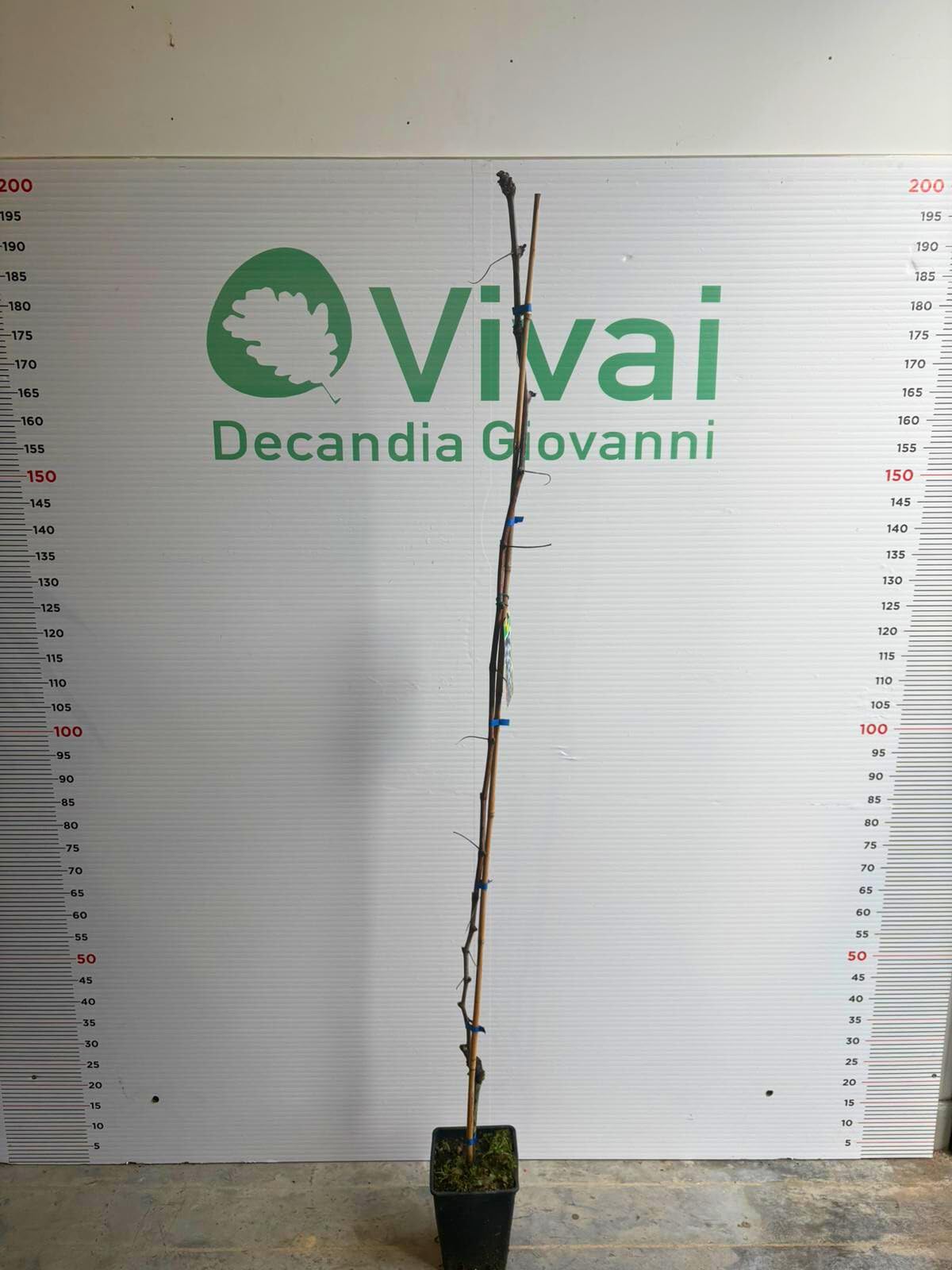 PIANTA DA FRUTTO UVA FRAGOLA NERA in vaso età 2/3 anni (foto reali)