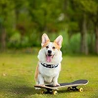 Vista 6 de Basic Dog Collars,Soft Adjustable Dog Collar for Small Medium Dogs. (L-HYS-Collar)