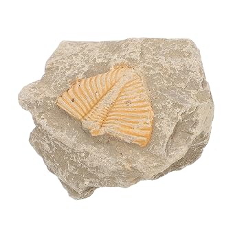 Natural Trilobite Ancient Marine Creature Model for Educational Use Teaching and Home Decor