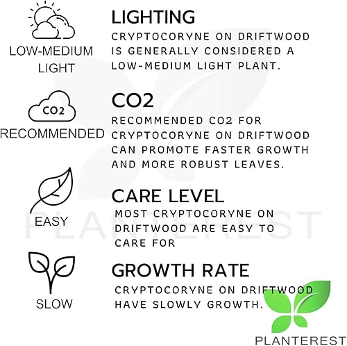 Miniatura 6 de Cryptocoryne Mioya On Driftwood Planta de acuario vivo Decoraciones tropicales de agua dulce