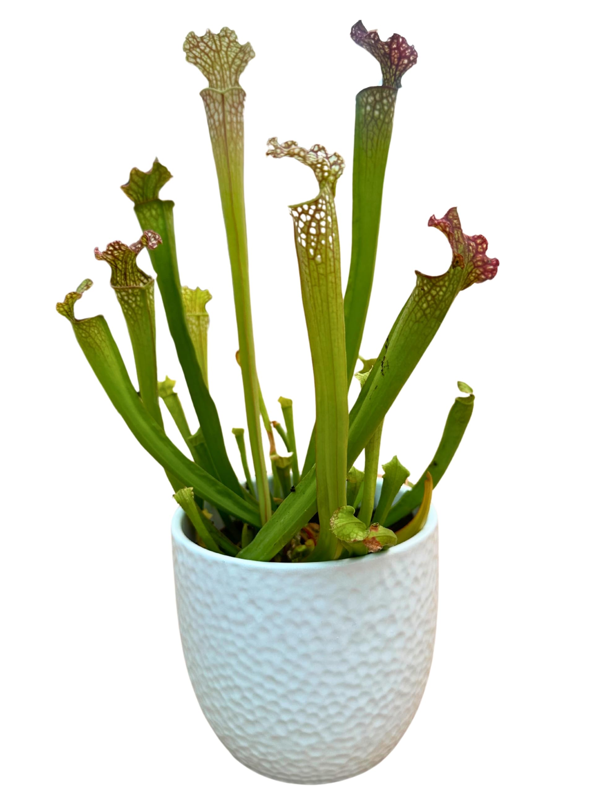 Saracenia Plante Carnivora dans un élégant vase en céramique blanc diamètre 13 cm. - Plante Exotique d'Intérieur, Plante Véritable taille XXL
