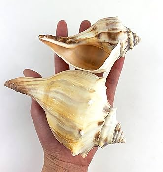 Amazon.com: Heyiwell 2PC Atlantic Whelk Sea Shell,Large Natural