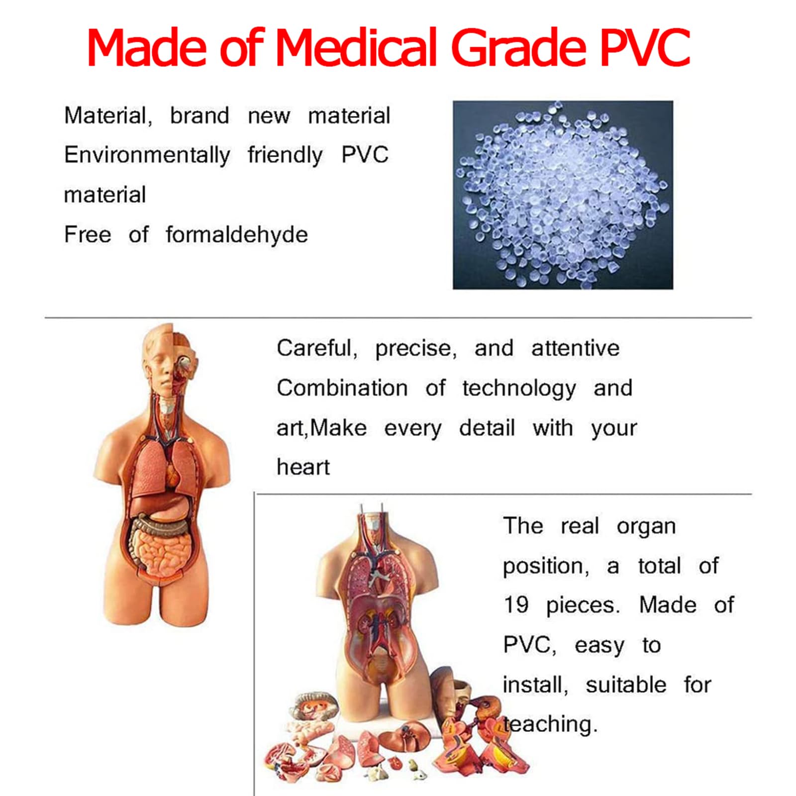Modelo de ensamblaje del Torso de 55 cm Órganos internos anatómicos del Cuerpo Humano Anatomía del Pecho del Cuerpo Humano para educación y enseñanza