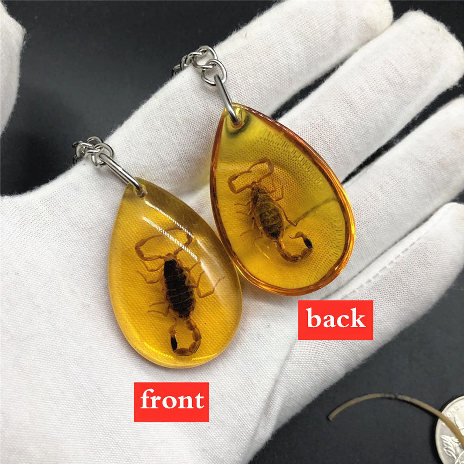 Amazon.co.jp: 本物の昆虫キーホルダー動物標本コレクション 昆虫標本