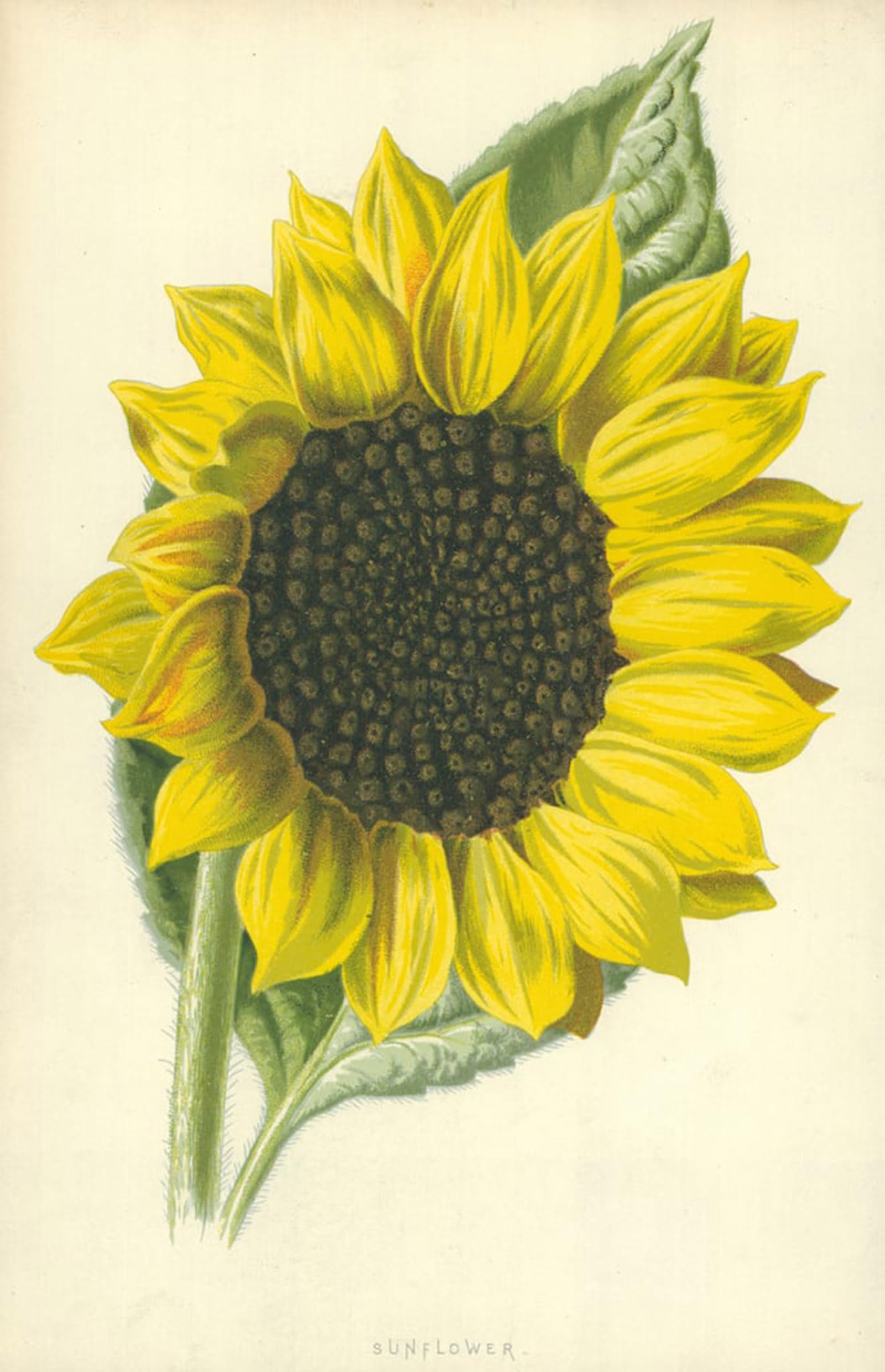 ARTXLXXBN Famous Painting Art Wall Decor Abstract Art Picture Sunflower by Frederick Edward Hulme Animal Pictures for Home Decor 60x90cm