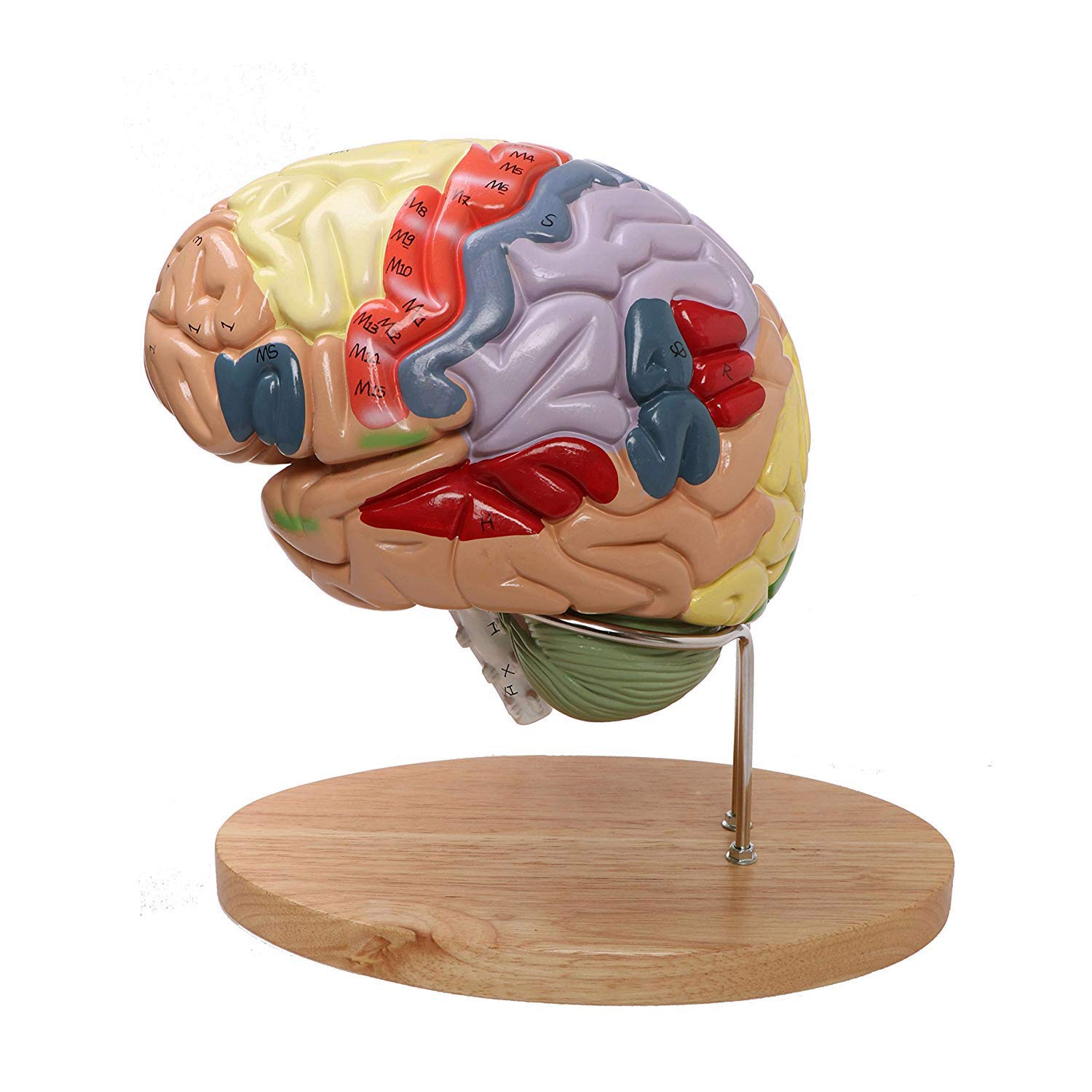 The Amazing Cerebral Cortex: Learn Its Key Functions - 6f8f9e8