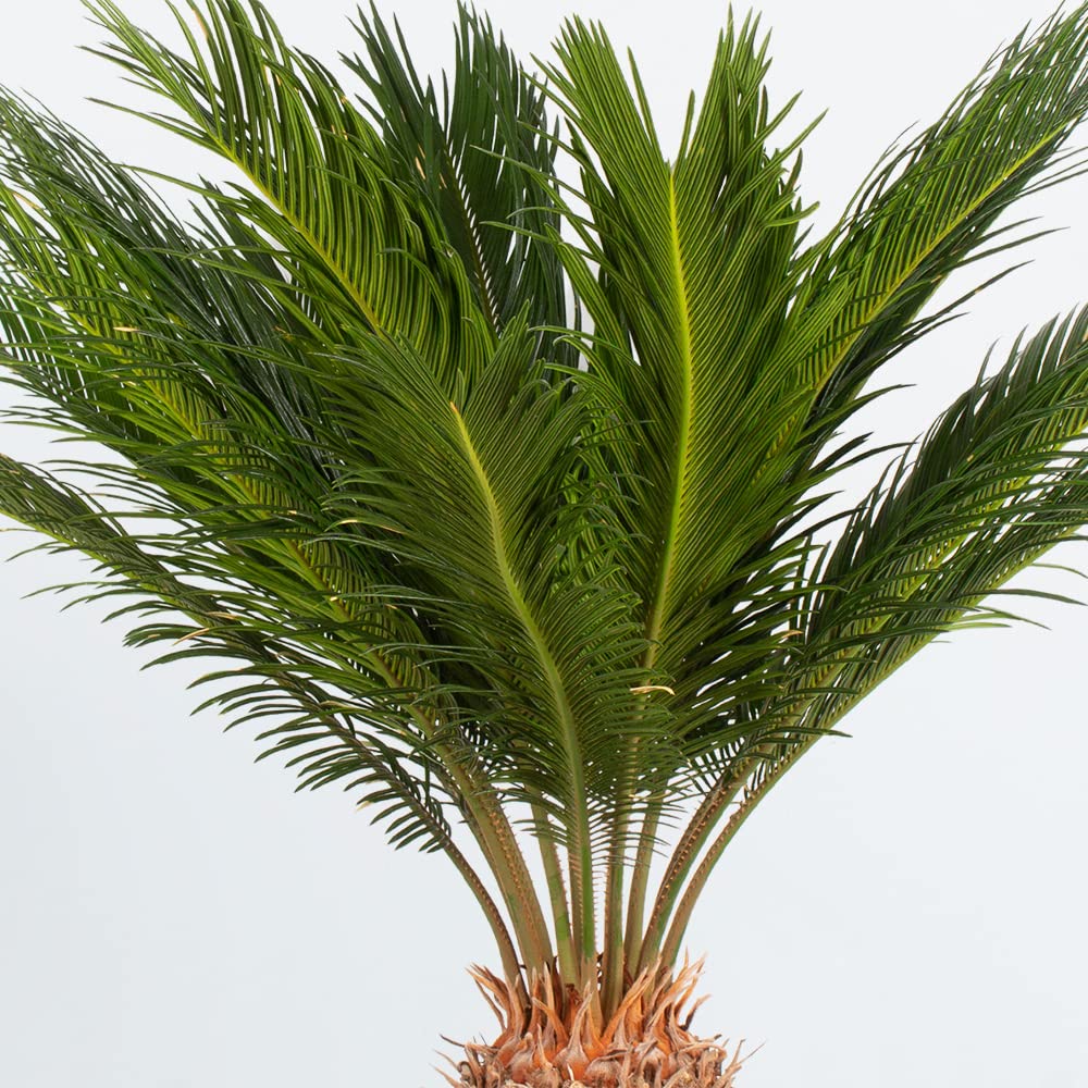 Japanischer Palmfarn, Cycas Revoluta, echte Zimmerpflanze, Topfgre 17 cm,  Hhe circa 60 cm, Zimmerpflanzen fr die Wohnung oder das Bro,  Pflanzenversand : Amazon.de: Garten