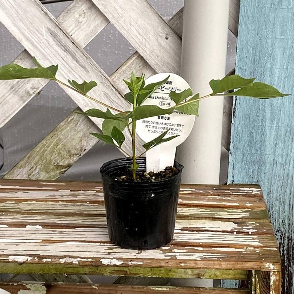 Amazon.co.jp: ビービーツリー イヌゴシュユ 2苗セット ミツバチを呼ぶ