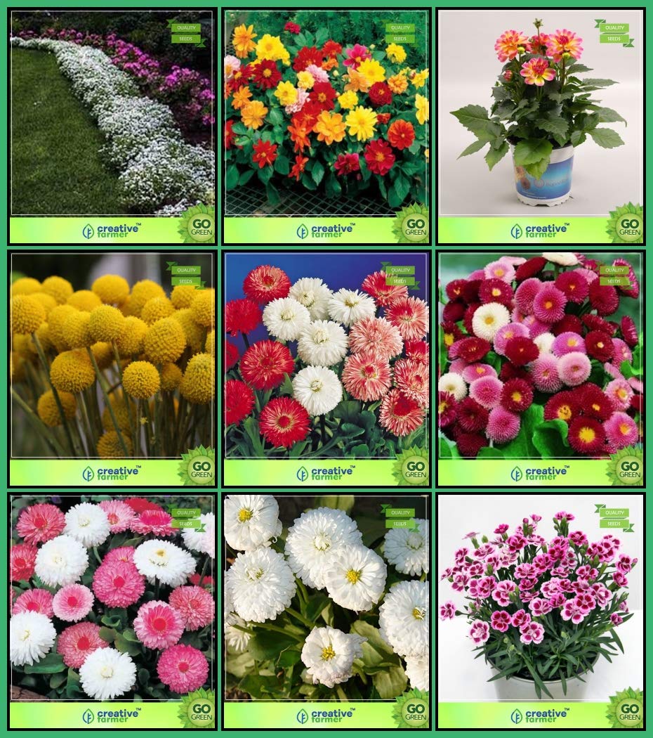 Creative Farmer Seeds Combo Flower Seeds : Alyssum, Dahlia -Unwin, Dahlia -Pompon, Drum Stick Globosa, Daisy-Dbl Mixed, Dasiya-Pomp Mixed, Daisy-Pomp, Daisy-Monstrosa, Dianthus-Baby Doll Kitchen Garden Pack