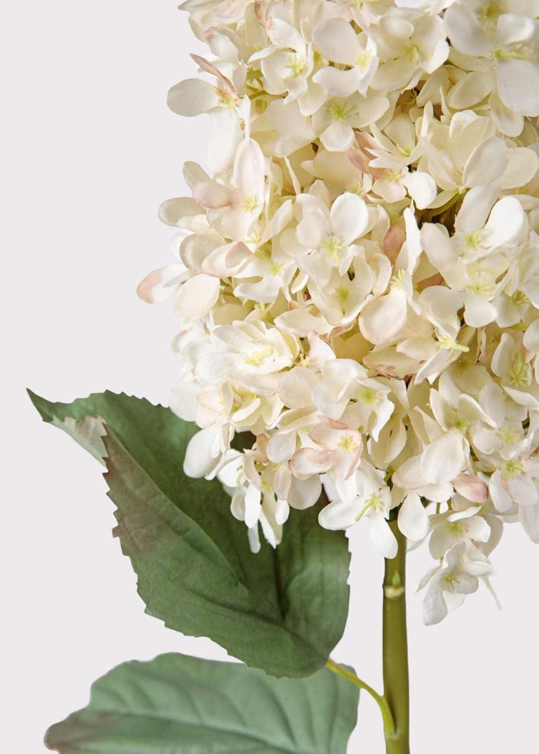 Afloral Large Dried-Look Hydrangea in Parchment