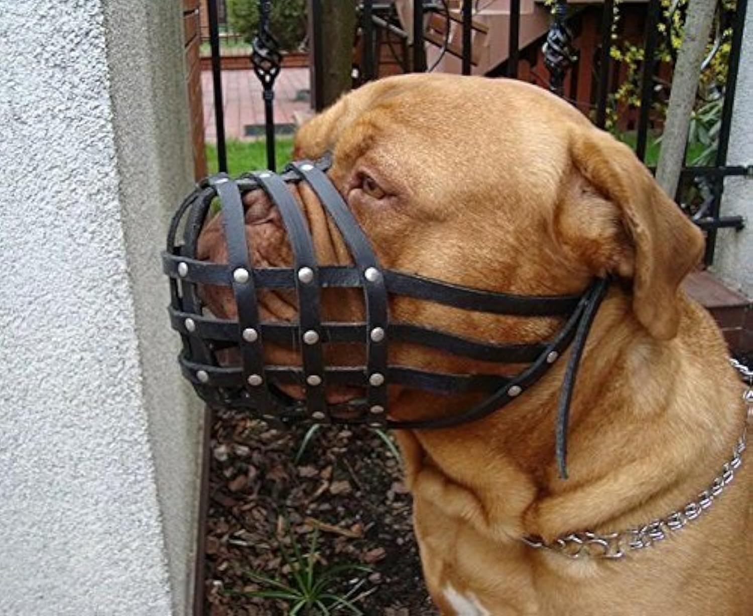 L&J Pets Uk Light leather Dog Muzzle for Dogue de Bordeaux and Bullmastiff and Other (Black Leather, DB1)