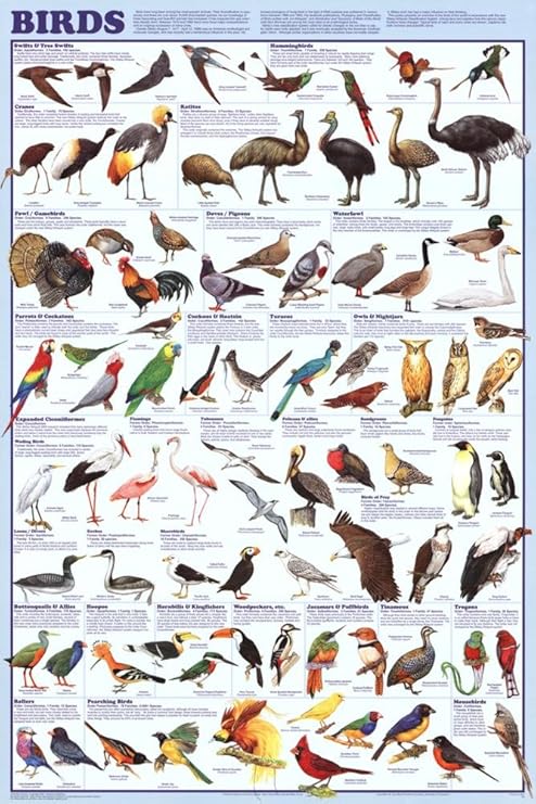 all birds types