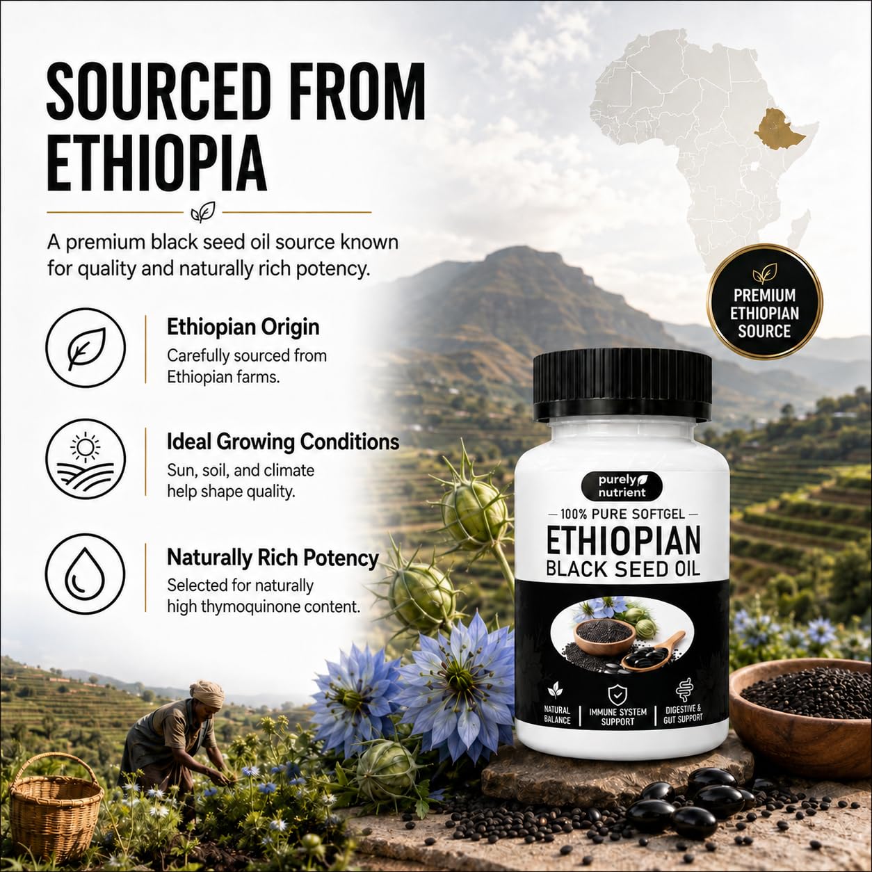 Purely Nutrient Ethiopian Black Seed Oil Capsules, Purely Black Seed Oil Organic Cold Pressed with 4.64% Thymoquinone, Aceite Etíope De Semilla Negra - 60 Softgels — Amazon image 7