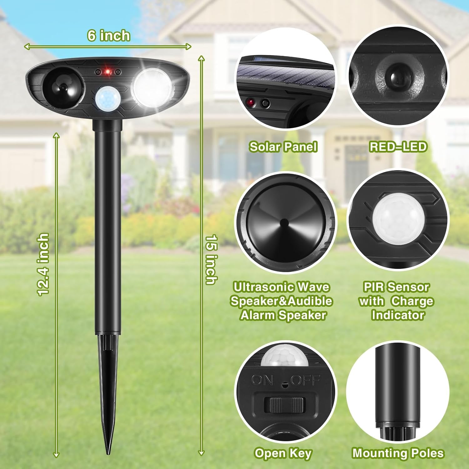 Uyda miltillovchi mushuk Uyda miltillovchi mushuk