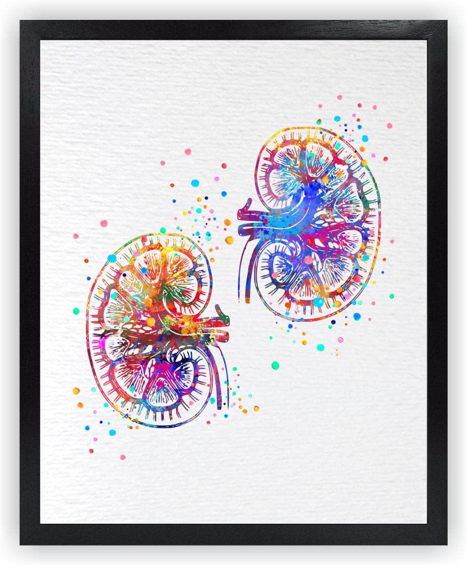 Dignovel Studios 11X14 Unframed Kidney Human Organs Anatomy Clinic Science Illustration Medical Doctor Watercolor Art Print Poster Wall Nursery Kids Office Home Decor DN599