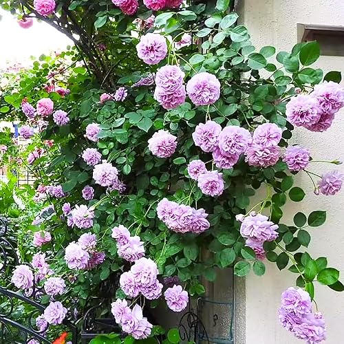 Miniatura 3 de Rose Bush - Planta viva, fragante té híbrido, plantas bien enraizadas, 6-10 pulgadas de alto, vid de rosa trepadora (flor de rosa púrpura)