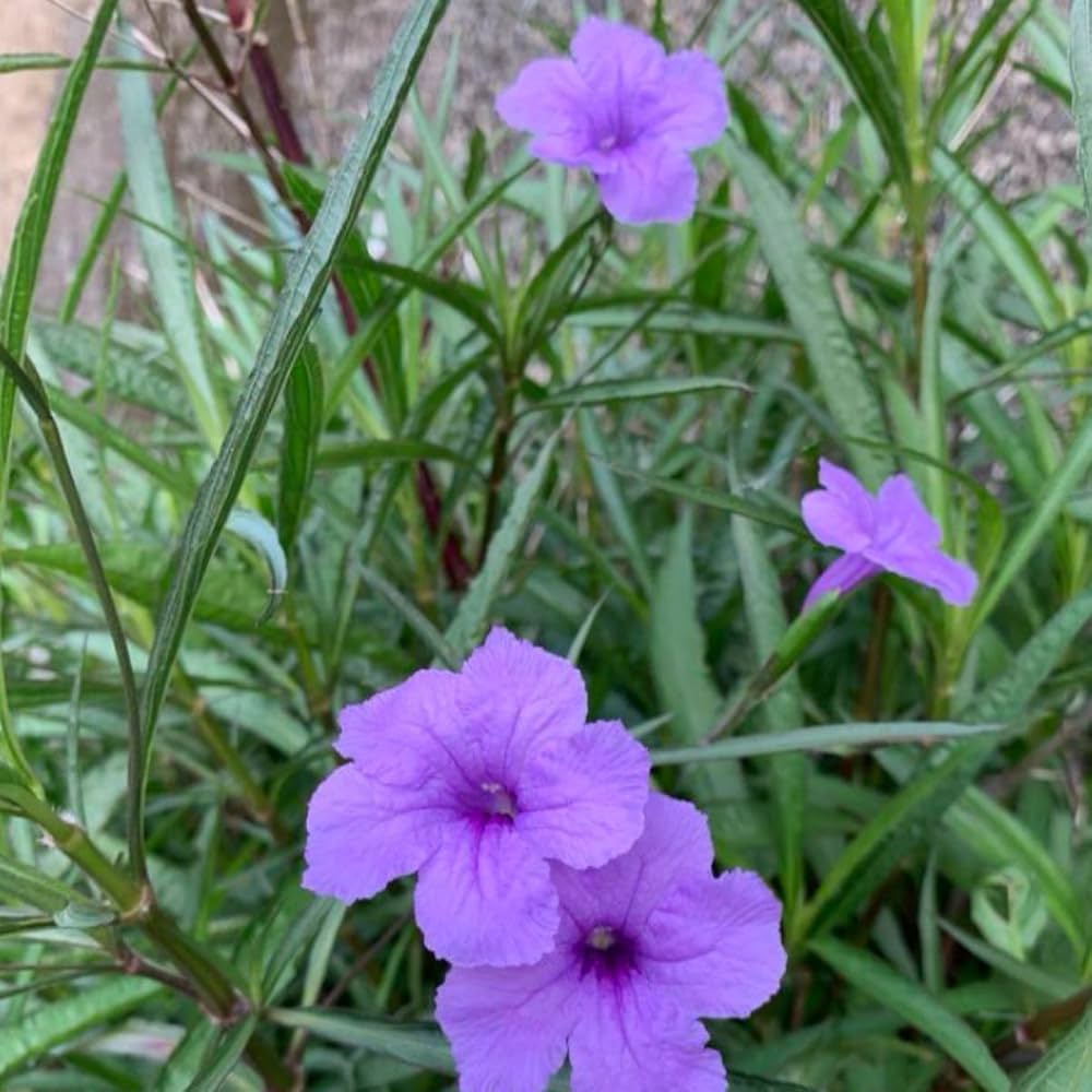 Amazon.co.jp: ムラサキルエリア宿根草♪抜き苗3 : DIY・工具・ガーデン