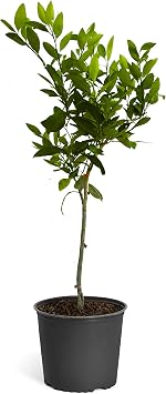 Brighter Blooms - Blood Orange Tree, 3-4 ft. - No Shipping to AK, AL, AZ, CA, FL, GA, HI, LA, MS, OR, TX