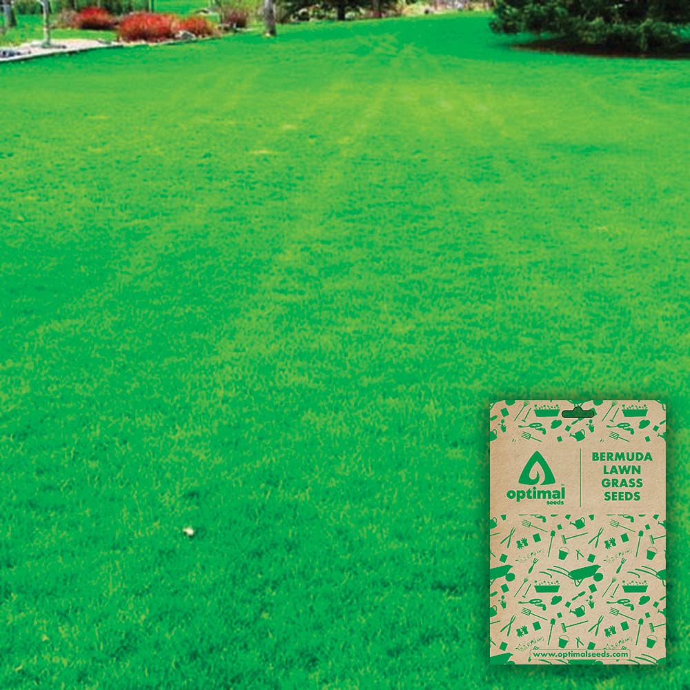 Optimal Seeds Bermuda Lawn Grass Seeds