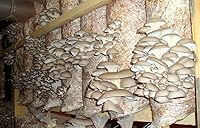 Vista 3 de Hongos ostra esporas no GMO Heirloom 100 semillas