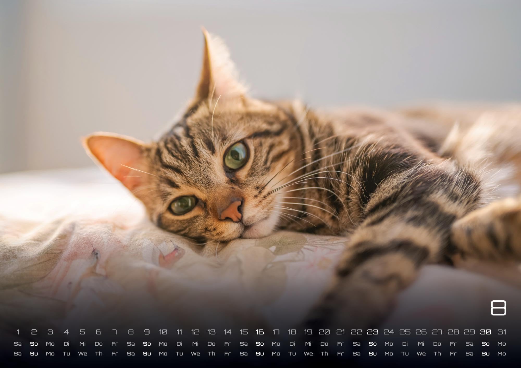 Miau - Unsere Stubentiger - Der Katzenkalender - 2026 - Kalender DIN A2: Der Wandkalender mit den schönsten Katzen-Motiven für das Jahr 2026 im extragroßen Format DIN A2 (ca. 60 x 42 cm)!