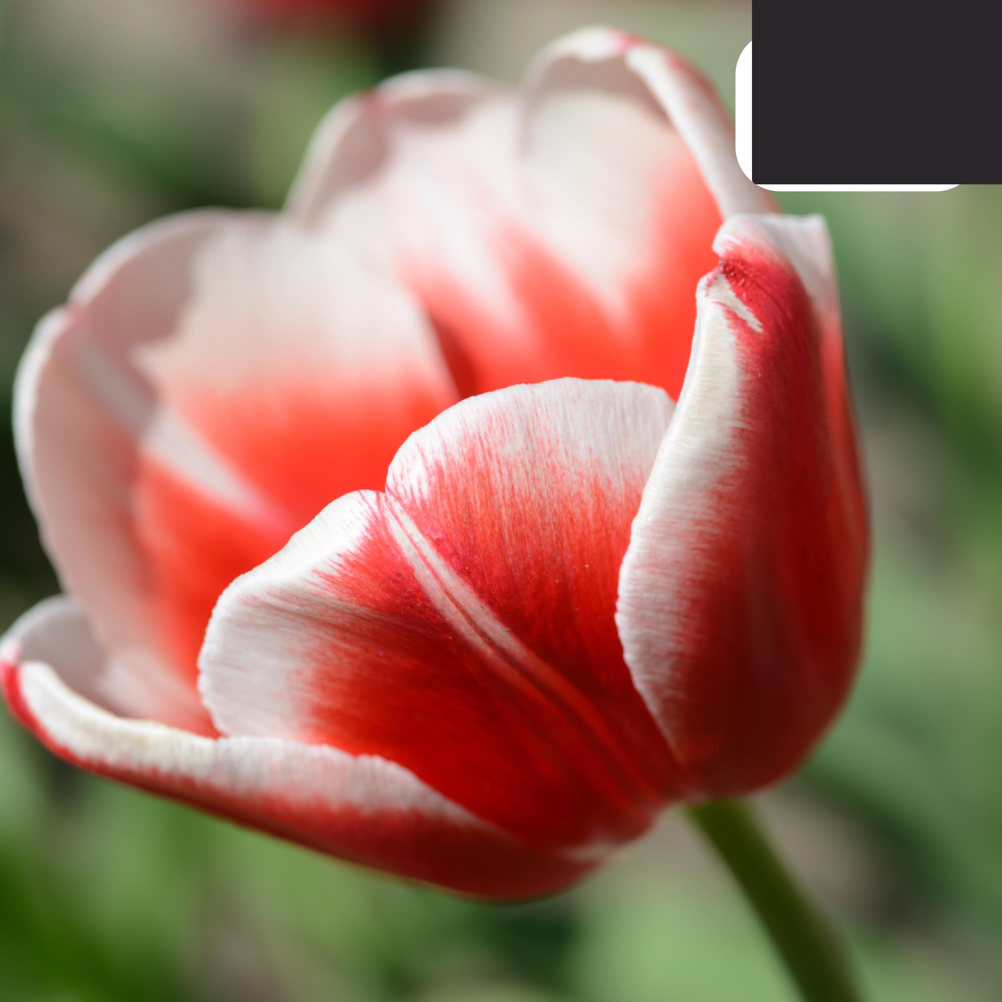 Bulbos de tulipán Candy Apple Delight | 20 Piezas - Tulipán rojo y blanco - 30-50cm - Ø10-12cm - Multitrato - bulbo de flor - Planta de jardín