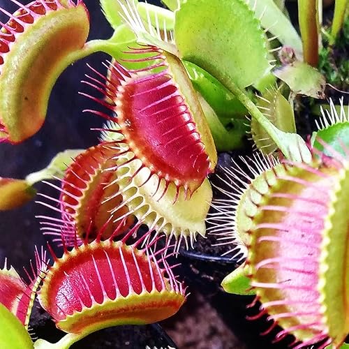 SEEDS4SPRING Semillas de plantas Venus Flytrap de 007oz para plantar Dionaea Muscipula - Fabricado en Estados Unidos se envía desde WY