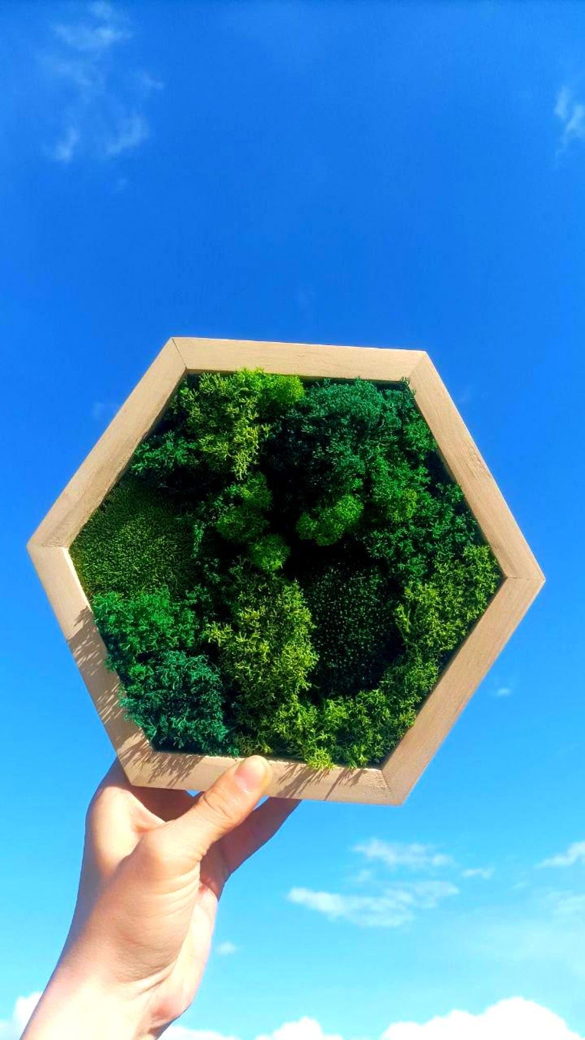 Moss Hexagons