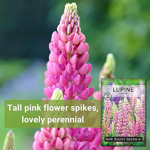 Miniatura 3 de Sow Right Seeds - Semillas de altramuz Russell para plantar - Paquete de reliquia sin OMG con instrucciones para plantar en tu jardín - Flor perenne