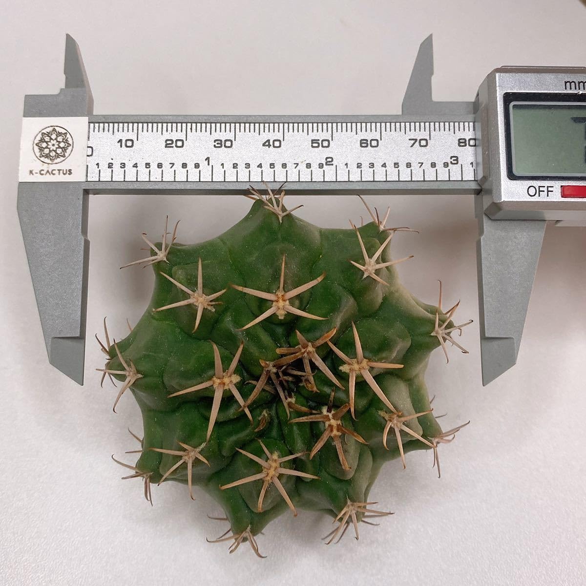 メガタエ　ギムノカリキウム属　直径約11cm 抜き苗　大苗　子株付き メガタエ ギムノカリキウム属 直径約11cm 抜き苗 大苗 子株付き