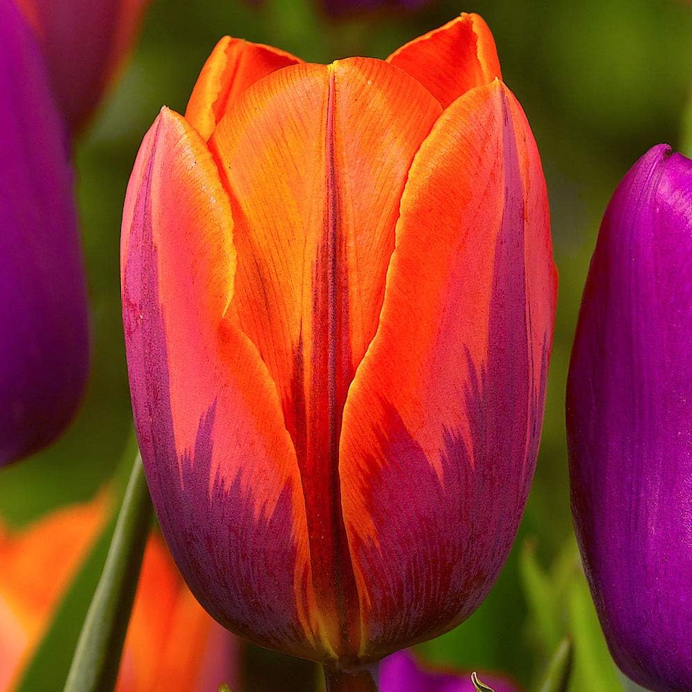 50 x Tulips Bulbs - Tulip Princess Irene Bulbs -Tulip Bulbs for Gardens for Planting - Spring Flowering Bulbs - Ready to Plant Now - Autumn Planting Flowers Bulbs