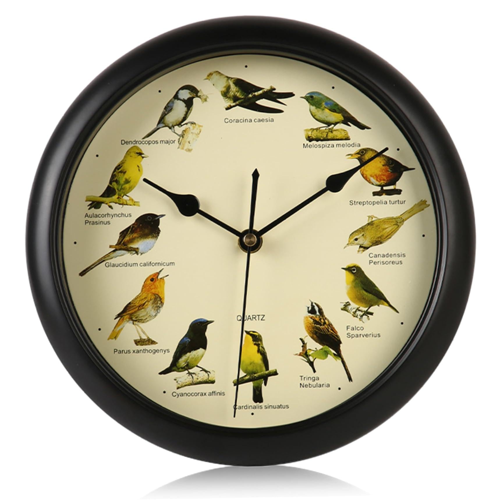 Horloge d'oiseau décorative pour égayer vos journées et rythmer votre intérieur