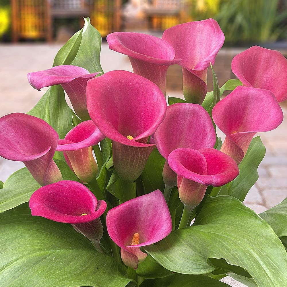 Pasión Negra Zantedeschia Calla Lirios de Bulbos, 5 piezas reales y grandes que producen más de 5 flores, Planta de jardín ideal, Bulbos de flores de origen holandés (no son semillas ni artificiales) — view 11