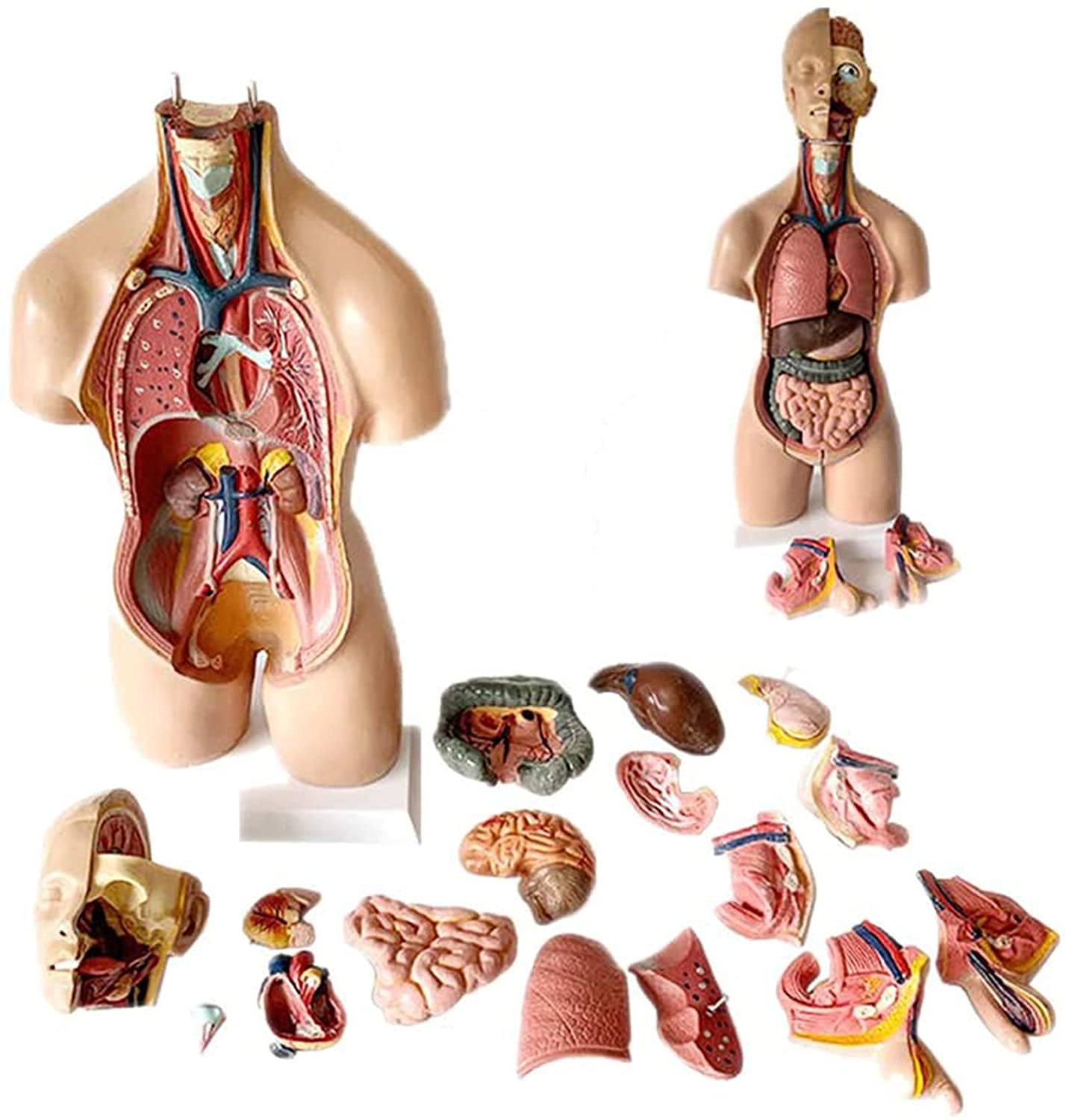 Modèle De Buste Humain 55Cm Torso Torso Modèle De Corps Humain Modèle Toracique Apprentissage Cardiaque Anatomique Ressources en PVC en PVC Médecin Biologie De 19 Pièces Amovibles