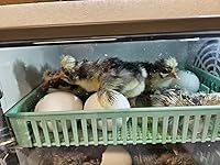 Review Image by Bryan