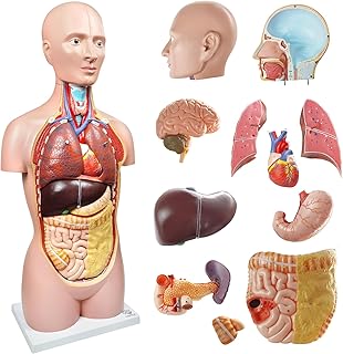 EVOTECH 2024 Newest Deluxe Human Body Anatomical Model, 33.5 inch 12 Pcs Removable Human Torso Anatomy Model with Heart He...