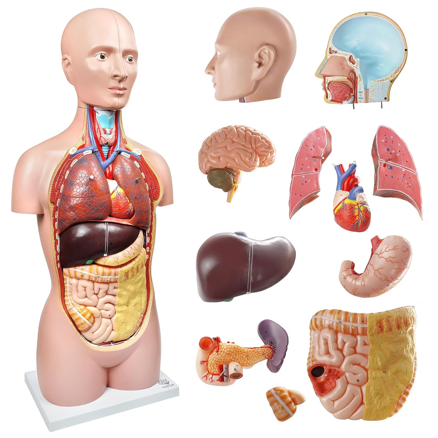 EVOTECH SCIENTIFIC Deluxe Human Body Anatomical Model, 34.5 inch 12 Pcs Removable Human Torso Anatomy Model with Heart Head Skull Brain Liver Lungs for Medical Student, Lab & Classroom Use