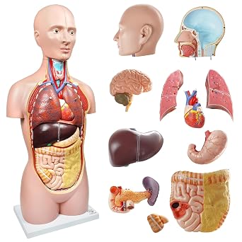 EVOTECH SCIENTIFIC Deluxe Human Body Anatomical Model, 34.5 inch 12 Pcs Removable Human Torso Anatomy Model with Heart Head Skull Brain Liver Lungs for Medical Student, Lab & Classroom Use