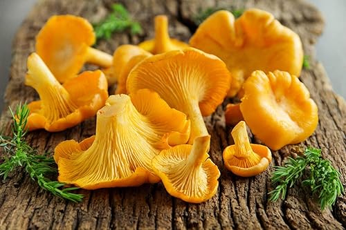 Miniatura 7 de Sporas Mushroom Golden Chanterelle Seeds Mycelium Spawn Hierloom Seed No OGM