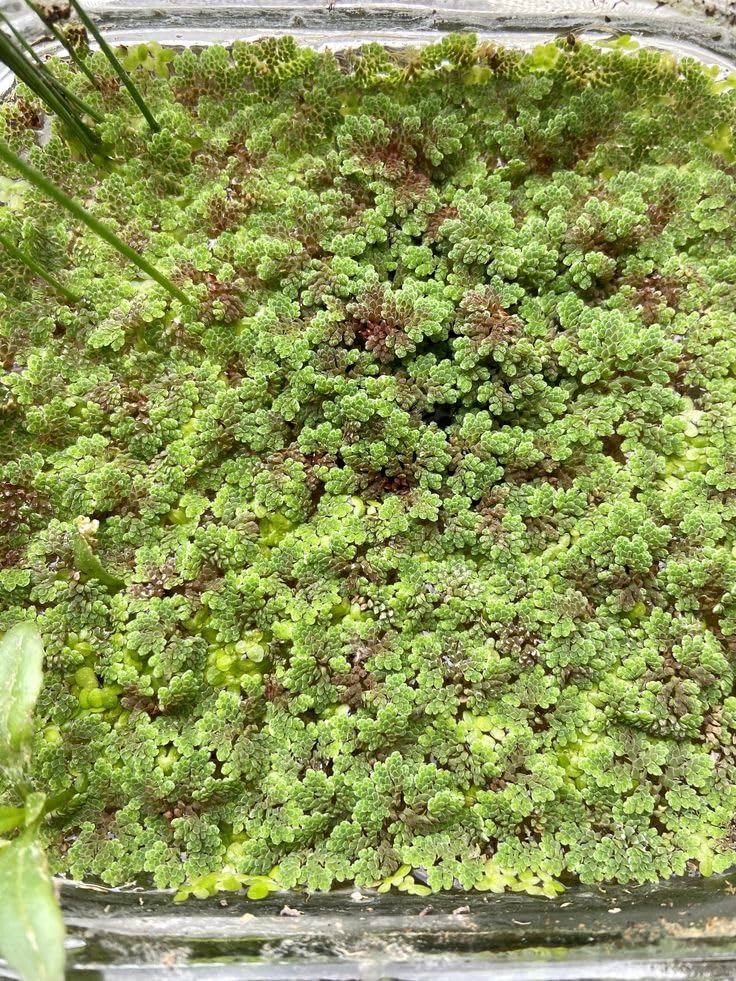 Fresh Live Floating Fern for Sustainable Pond Health and Livestock (1400 Live Healthy Plant Seeds)-image-21