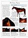 The Complete Horse Care Manual: The Essential Practical Guide To All Aspects Of Caring For Your Horse