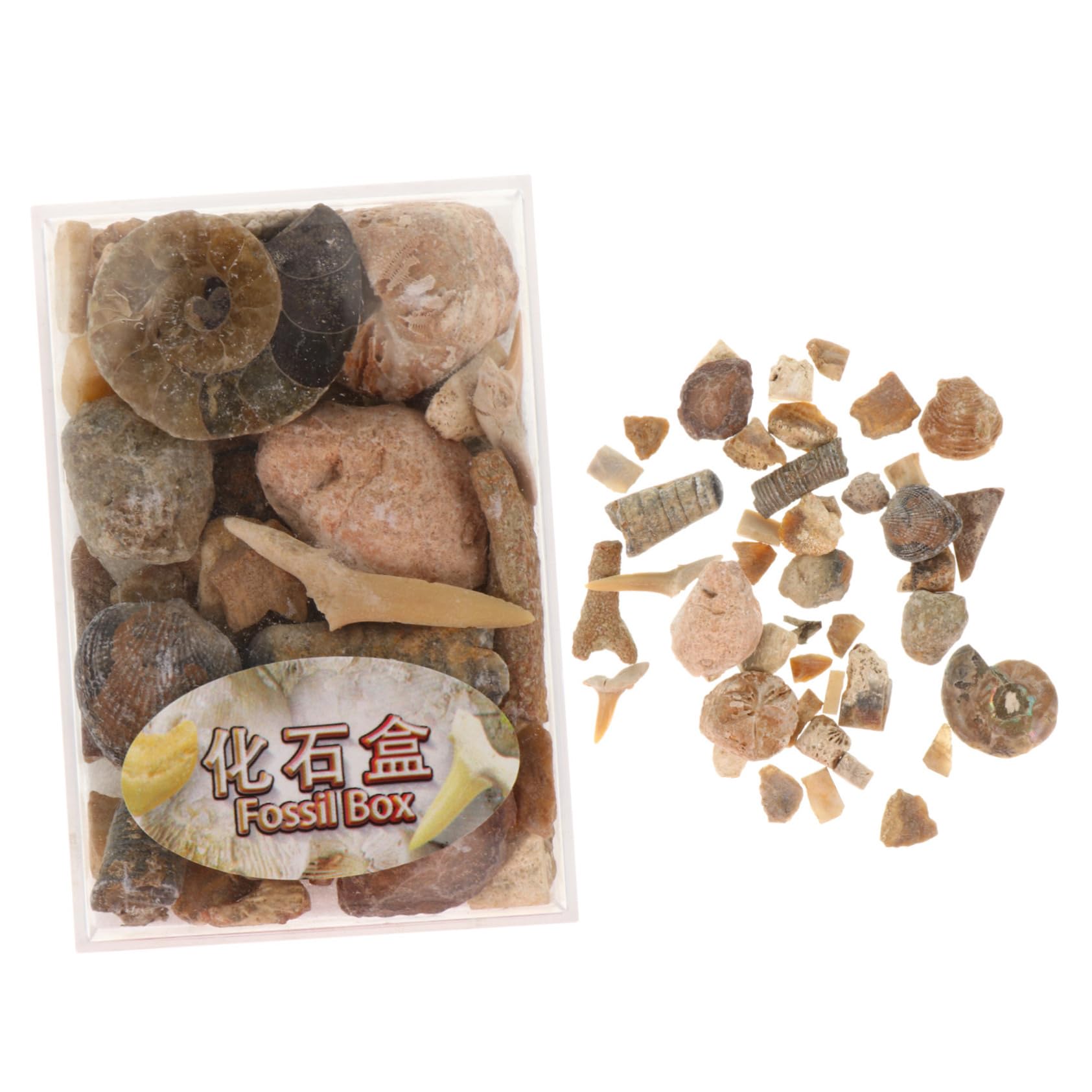 ORFOFE 1 Box Ore Specimen Minerals Specimens Rock Collection Gemstones Ore Stones Rock Display Case Natural Ore Mineral Stone Specimens Natural Stone Collection Hybrid