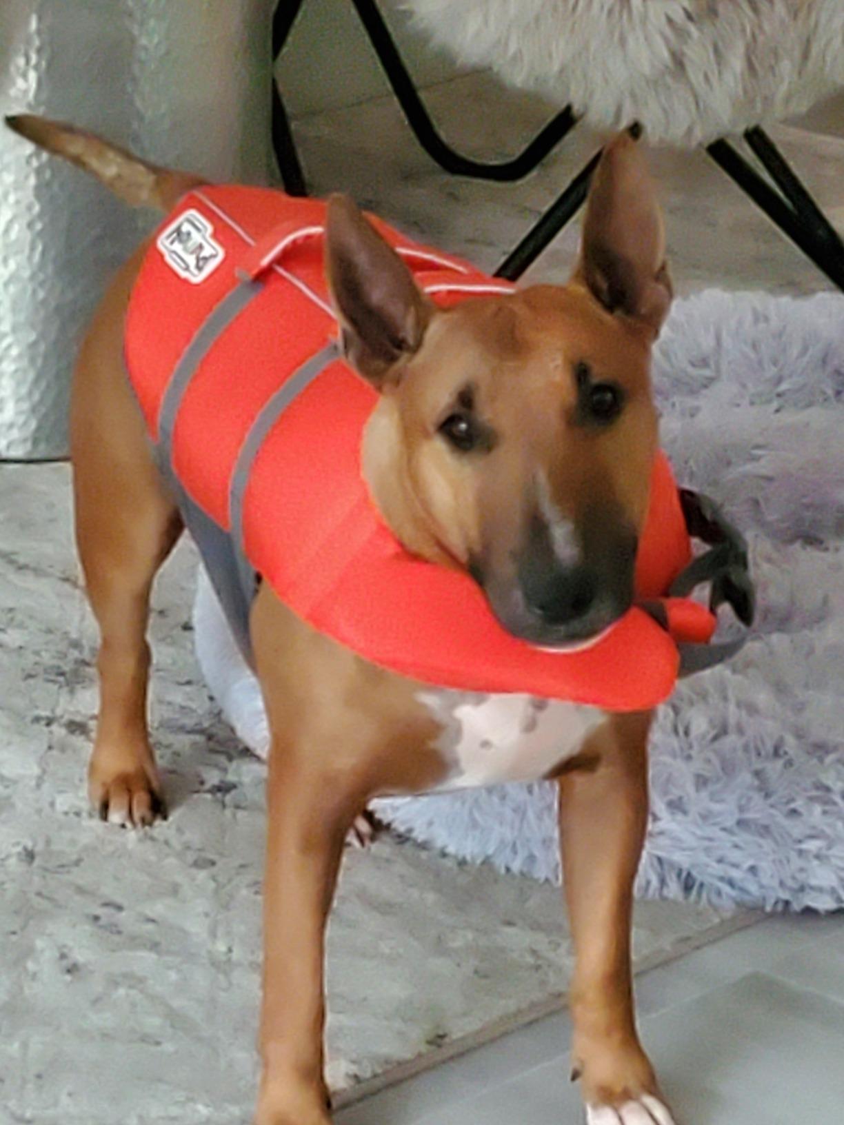 Outward Hound Granby Splash Orange Dog Life Jacket, Large