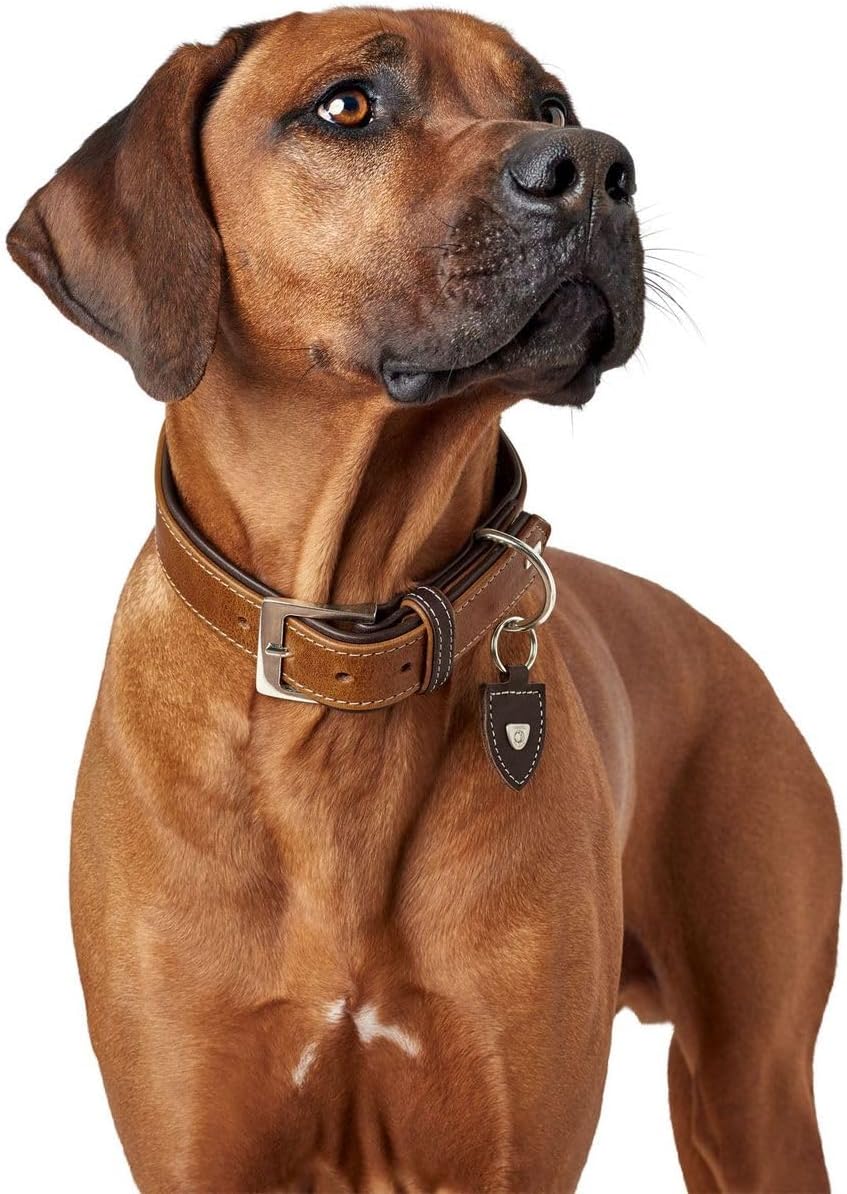 HUNTER Collar Tara Number 65 Juchten Leather, Cognac/Dark Brown