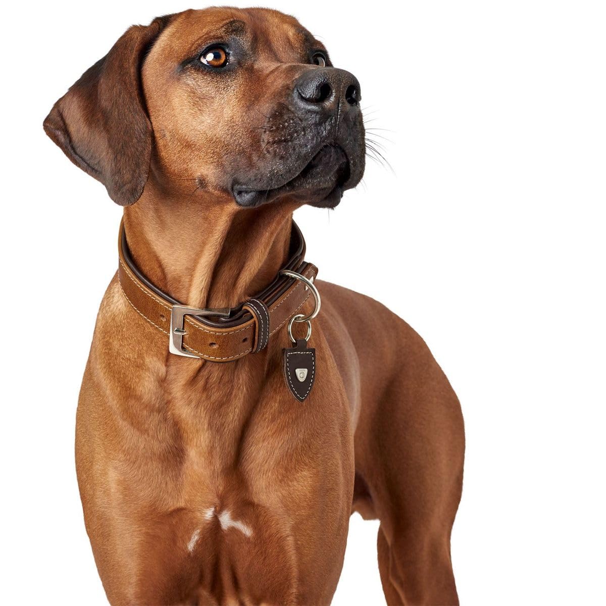 HUNTER Tara Hundehalsband, Leder, Juchtenleder, belastbar, witterungsbeständig, 55 (M), Cognac/Dunkelbraun