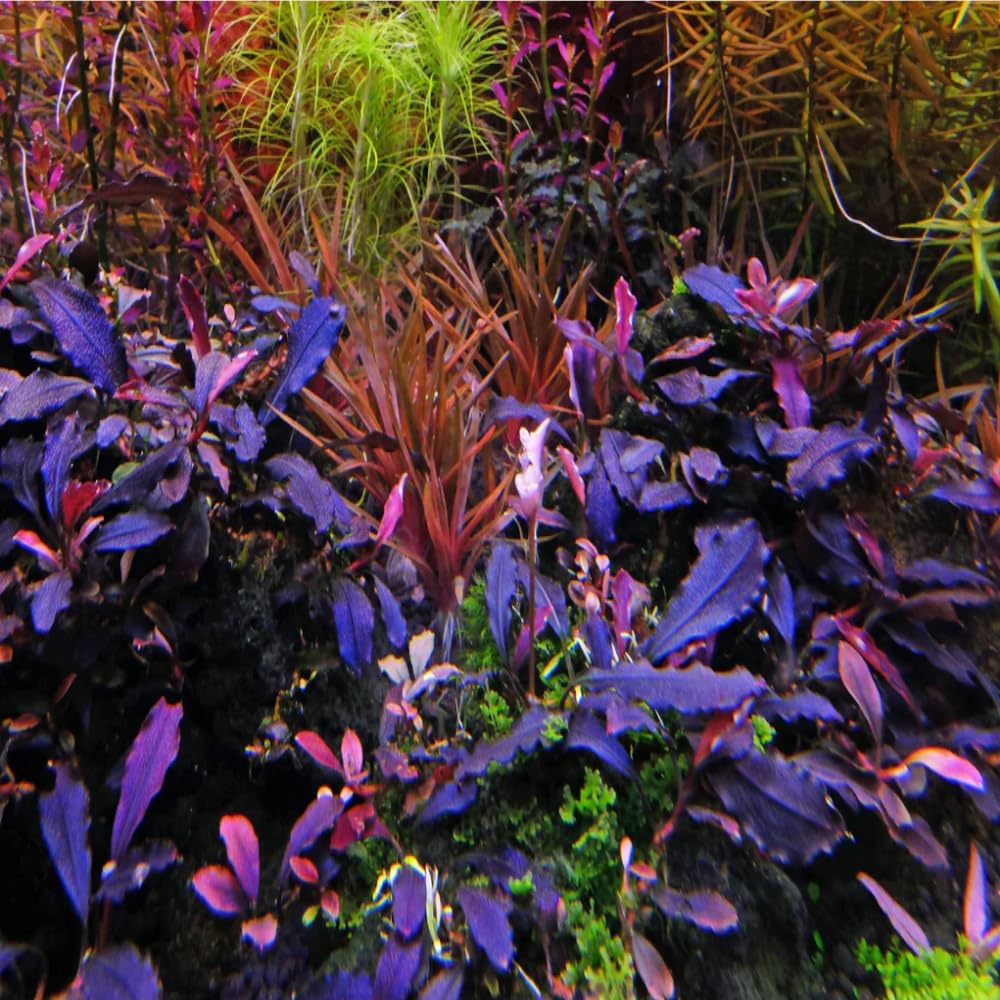 Bucephalandra in Vasetto – Piante Epifite per Acquario Dolce, Crescita Lenta