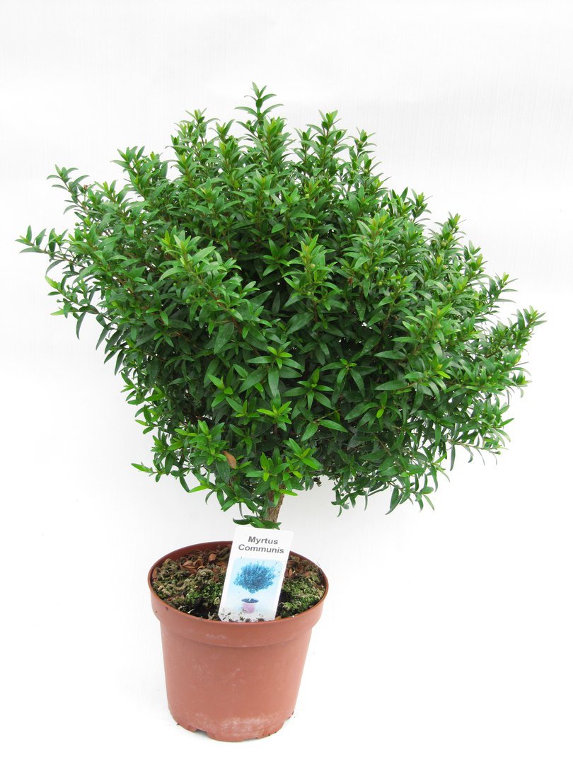 Braut - Myrte Myrtus communis, Brautmyrte Pflanze : Amazon.de: Garten