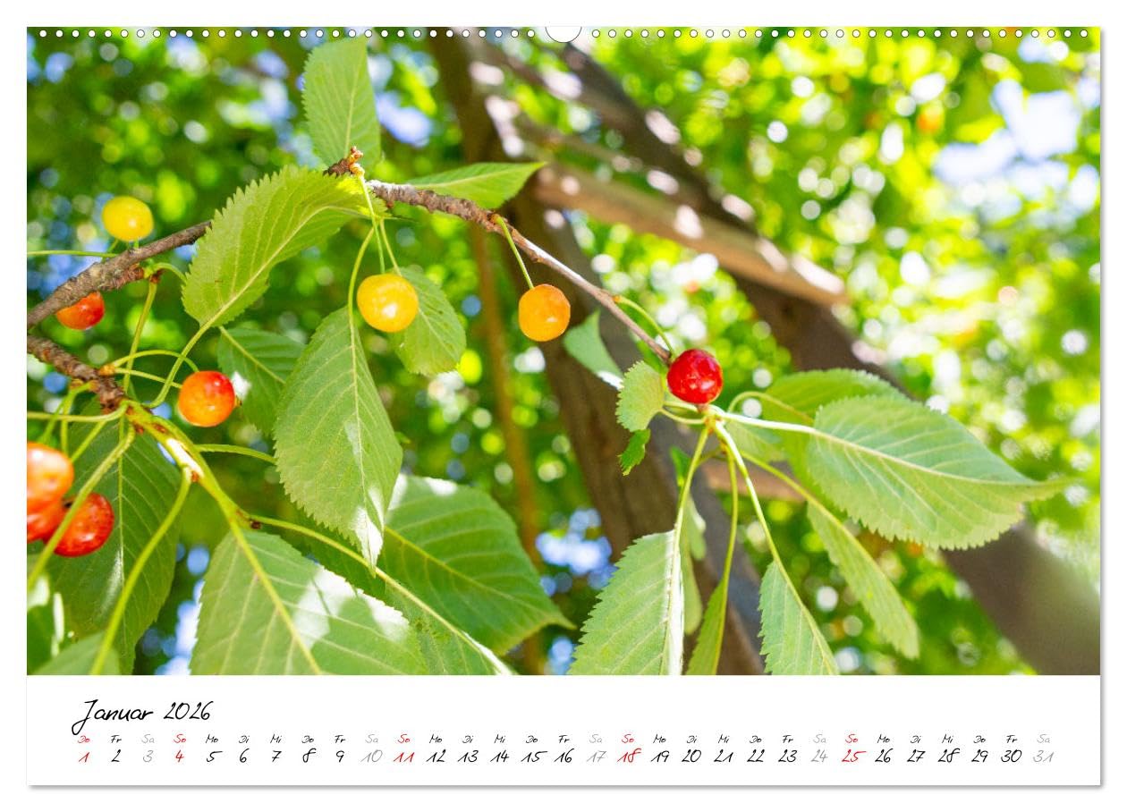 Kirschen aus dem Garten – Erntekalender (hochwertiger Premium Wandkalender 2026 DIN A2 quer), Kunstdruck in Hochglanz: Dieser liebevoll gestaltete ... im Garten lieben. (CALVENDO Natur)